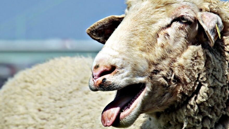 Dosetili se kako sprečiti ukidanje razreda, u školu upisali - ovce