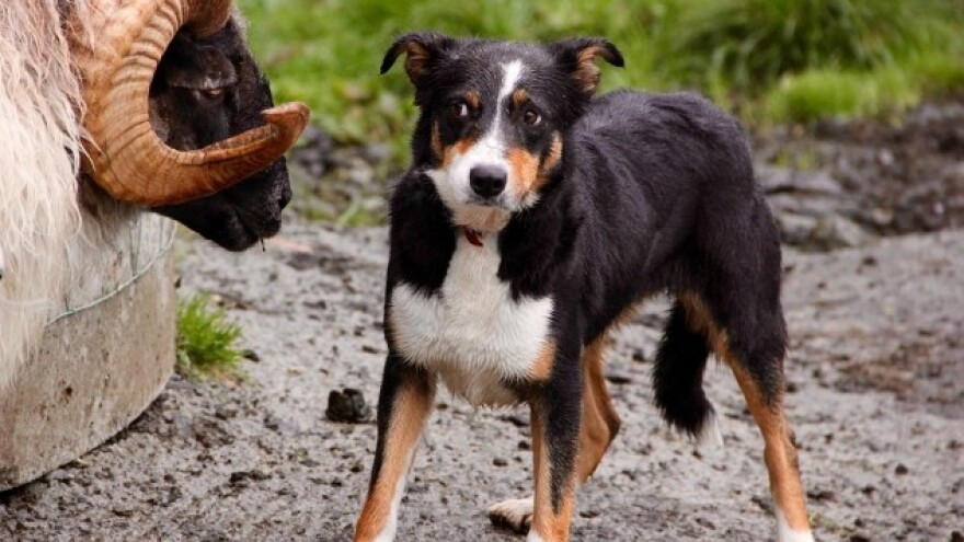 Ovan je budući ministar poljoprivrede!