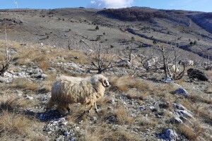 Kakav pastir, takvo stado: Bh. uzgajivači između tradicije i trendova