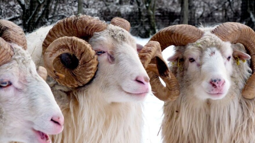 Godina euforije za Ovnove!