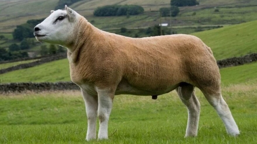 Na aukciji prodat ovan za rekordnih 367.500 funti