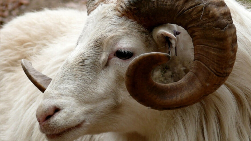 Razjareni ovan preskočio ogradu i usmrtio vlasnicu stada