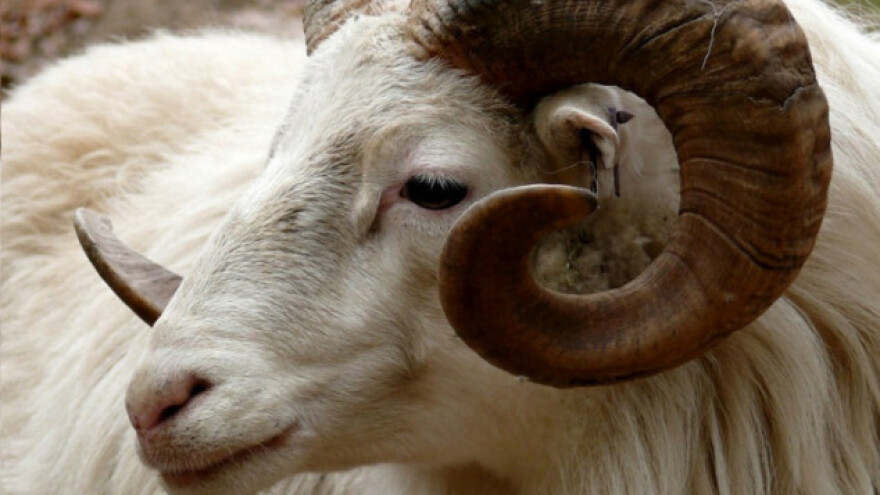 Razjareni ovan preskočio ogradu i usmrtio vlasnicu stada