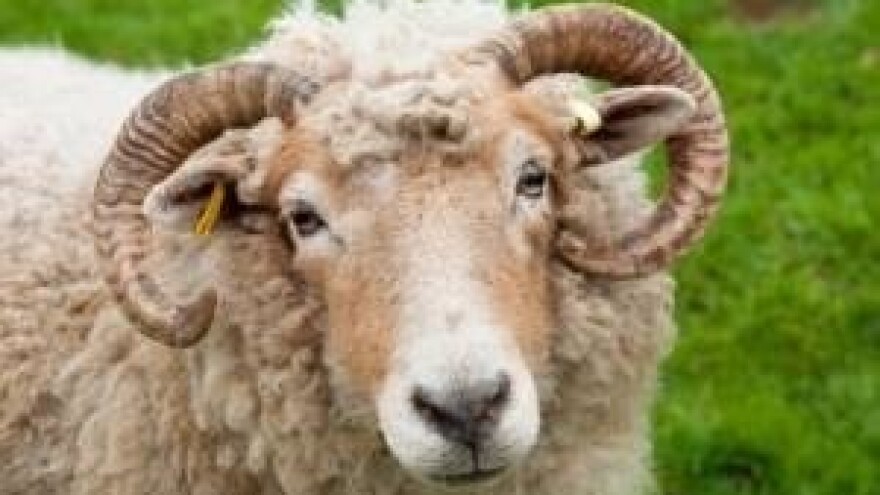 Horoskop - Ovan (21.03. - 20.04)