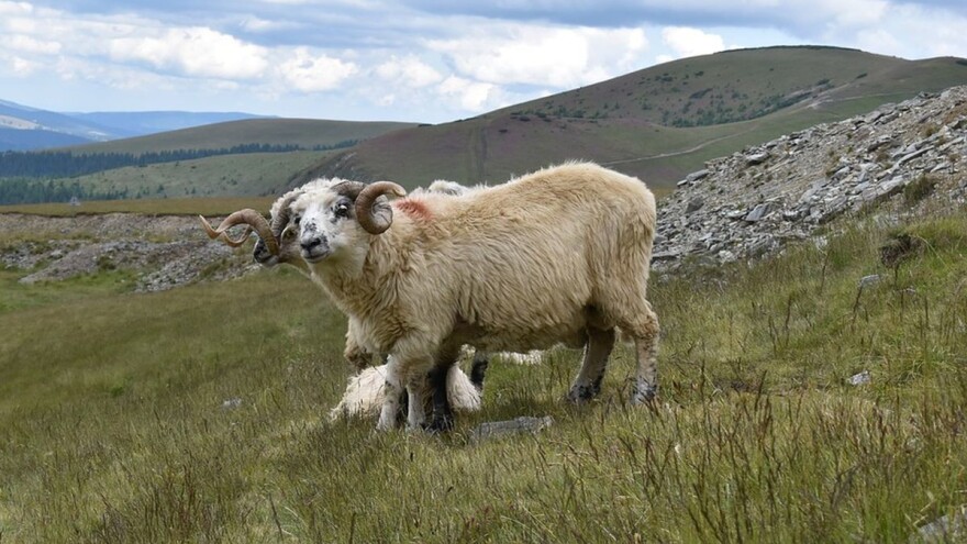 Kako i čime hraniti priplodne ovnove?