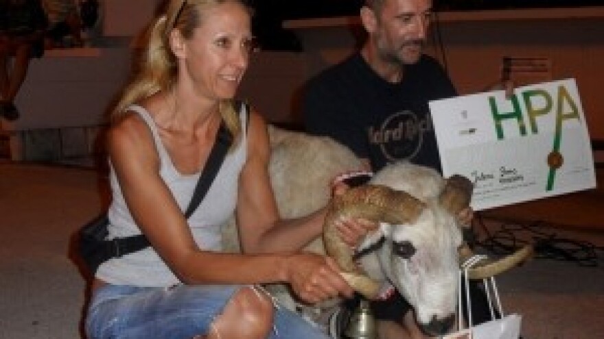 Paške ovce i sir osvajaju kvalitetom i tradicijom