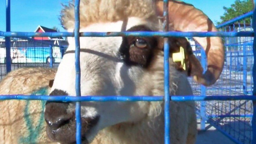 Valjevo želi da postane centar ovčarske proizvodnje