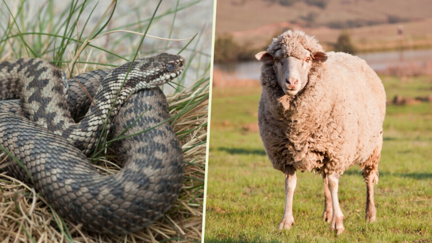 Usred zime, zmija otrovnica usmrtila ovcu