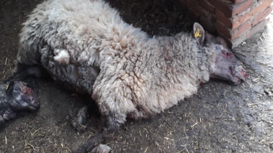 Psi lutalice izmasakrirali šest ovaca. I dalje lutaju pleterničkim krajem