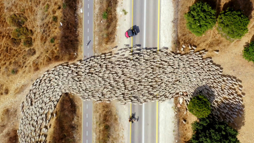Stado ovaca snimljeno dronom postalo hit na internetu
