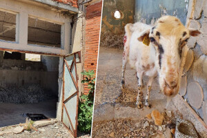 Prizor izgladnjele ovce na Golom otoku šokirao turiste, slučaj prijavljen Veterinarskoj inspekciji