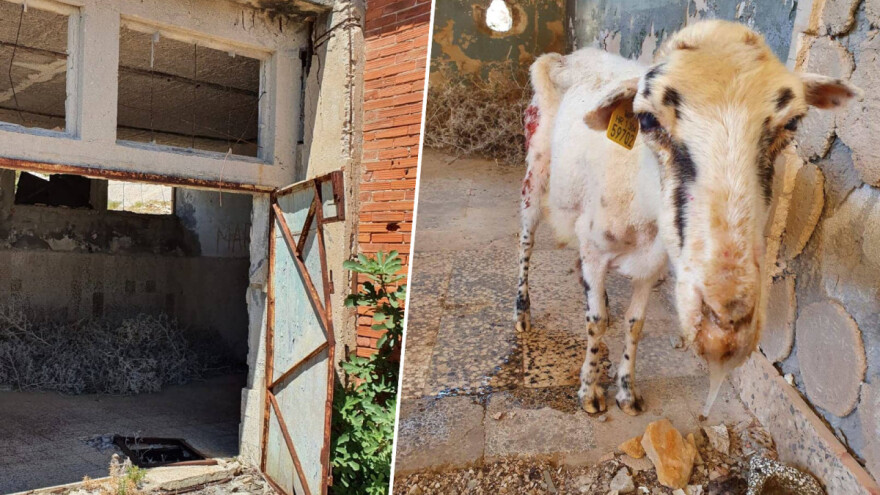 Prizor izgladnjele ovce na Golom otoku šokirao turiste, slučaj prijavljen Veterinarskoj inspekciji