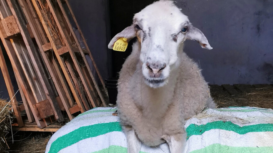 Ako Zgužvano uho treba uginuti, kod kuće će - ne sama u kamenjaru