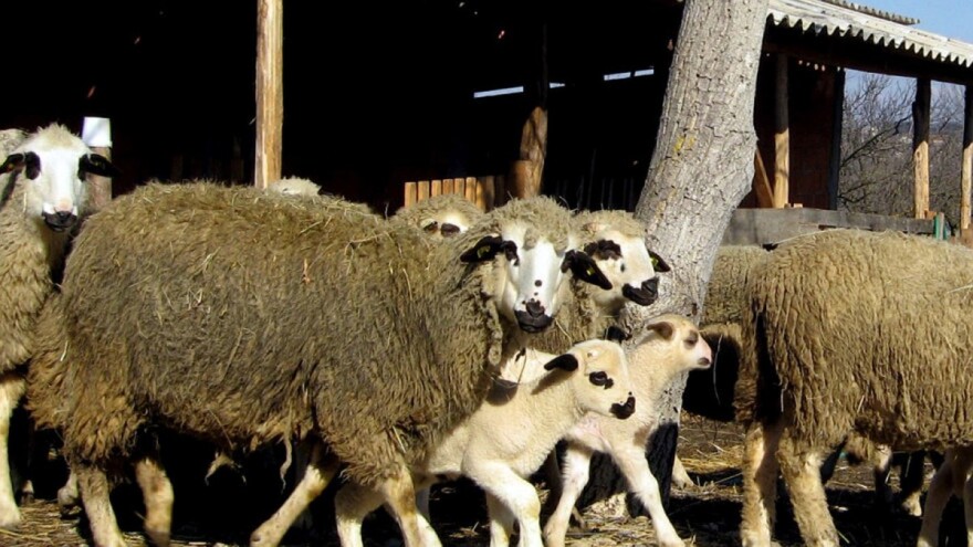 Hobi pretvorio u posao, a njegovo životinjsko carstvo bogatije je za tri sjenička jagnjeta