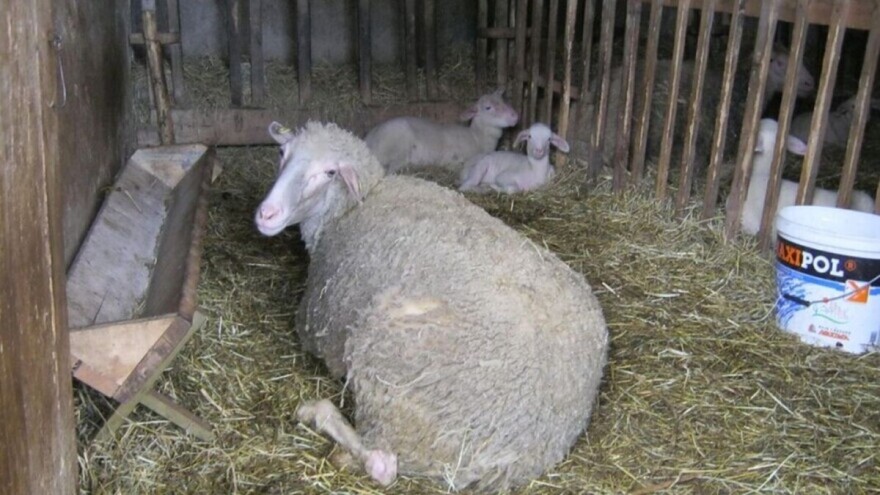 Kako odrediti starost kod ovaca?