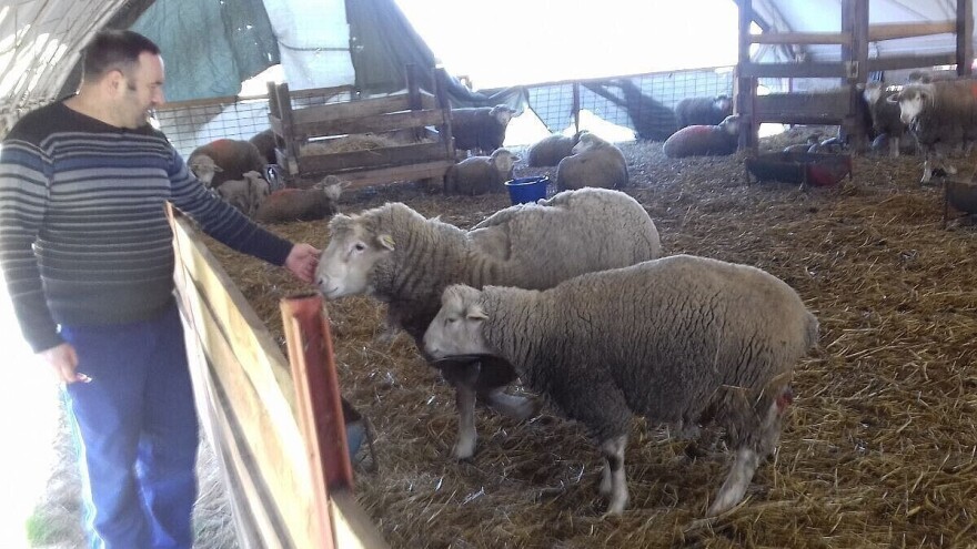 Janjenje ovce je najradosniji, ali i najteži posao svakog ovčara