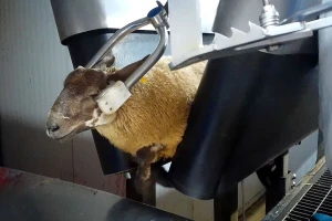 Skrivena kamera otkrila okrutno ponašanje prema ovcama pred klanje
