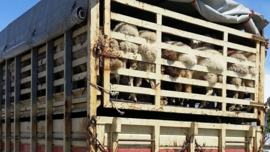 Zatražena zabrana prijevoza živih životinja koji traje duže od 8 sati