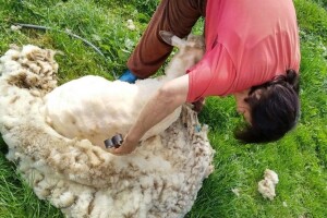 Nakon šišanja ne bacajte ovčju vunu - iskoristite je za malčiranje