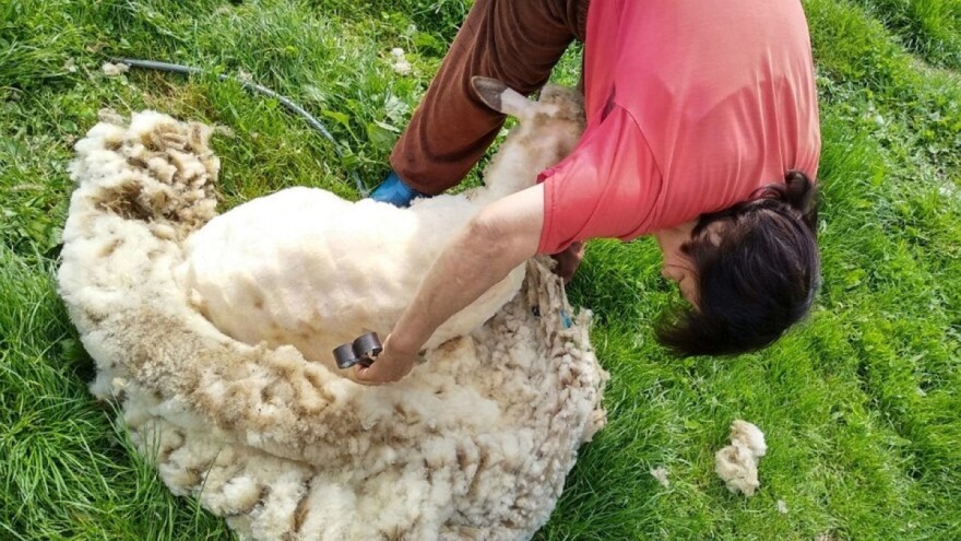 Nakon šišanja ne bacajte ovčju vunu - iskoristite je za malčiranje