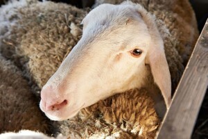 Klanje po vjerskim pravilima EU države će moći zabraniti - odlučio Sud EU