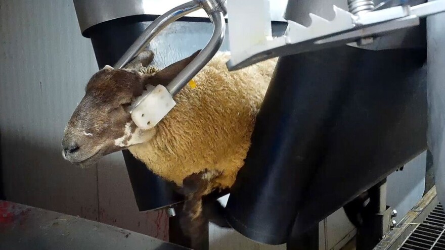 Skrivena kamera otkrila okrutno ponašanje prema ovcama pred klanje