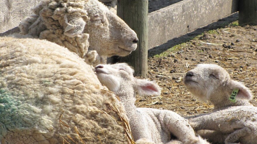 Kako pripremiti ovce za jagnjenje?