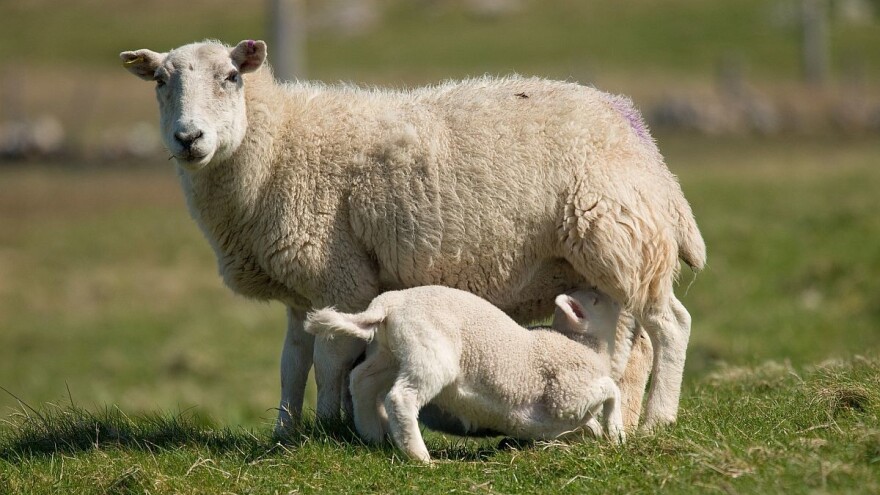 Čime hraniti ovce nakon jagnjenja?