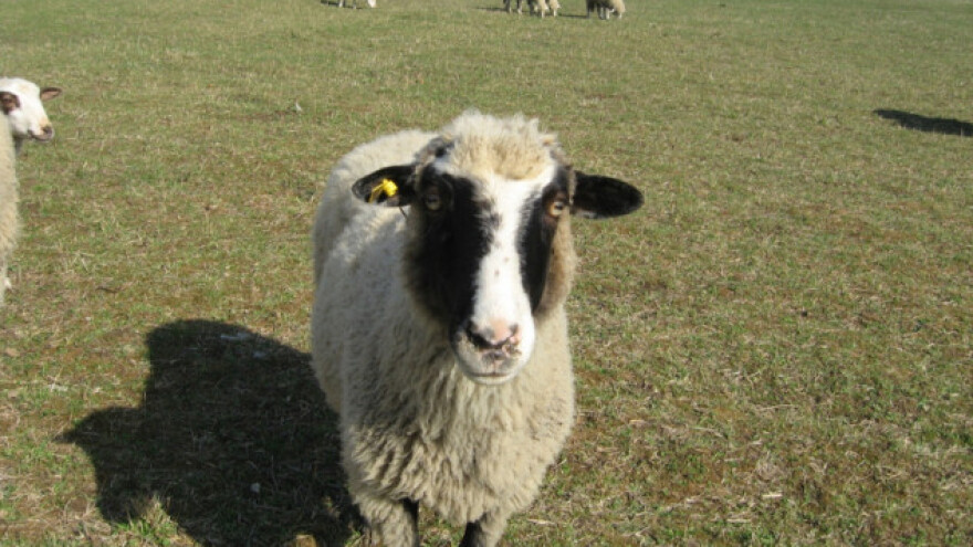 Bespovratno 50.000 evra za ovčarstvo