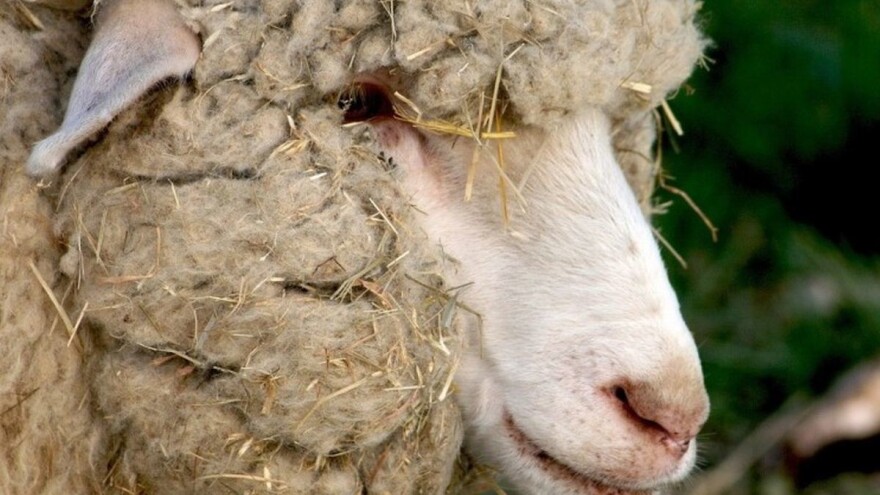 Kako je ovca jednorog izbegla ražanj