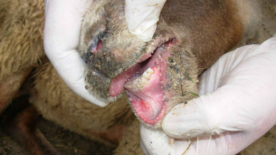 Plavi jezik pod kontrolom