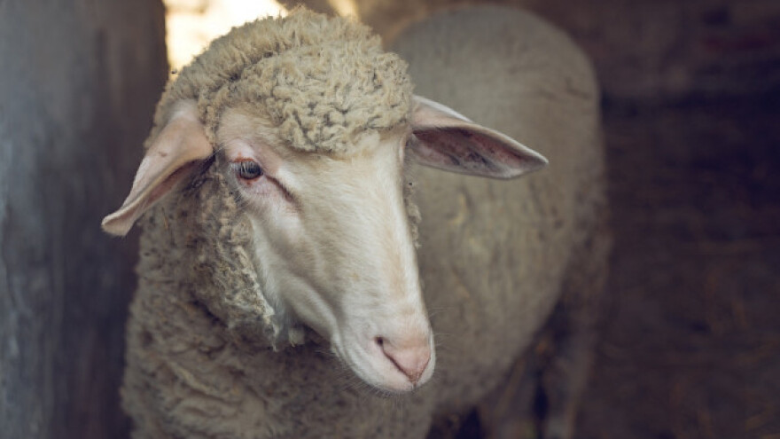 Kvalitetna grla uslov za isplativost ovčarstva