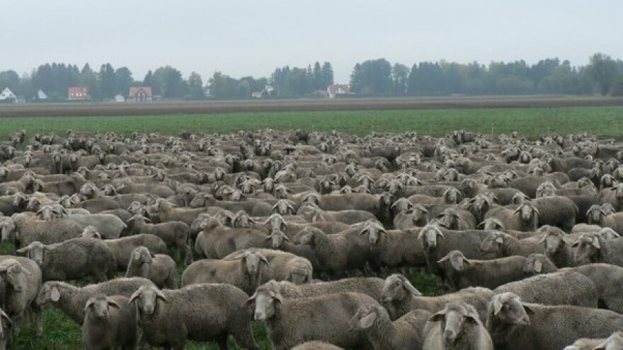 Povećava se broj farmi ovaca u srednjem Banatu