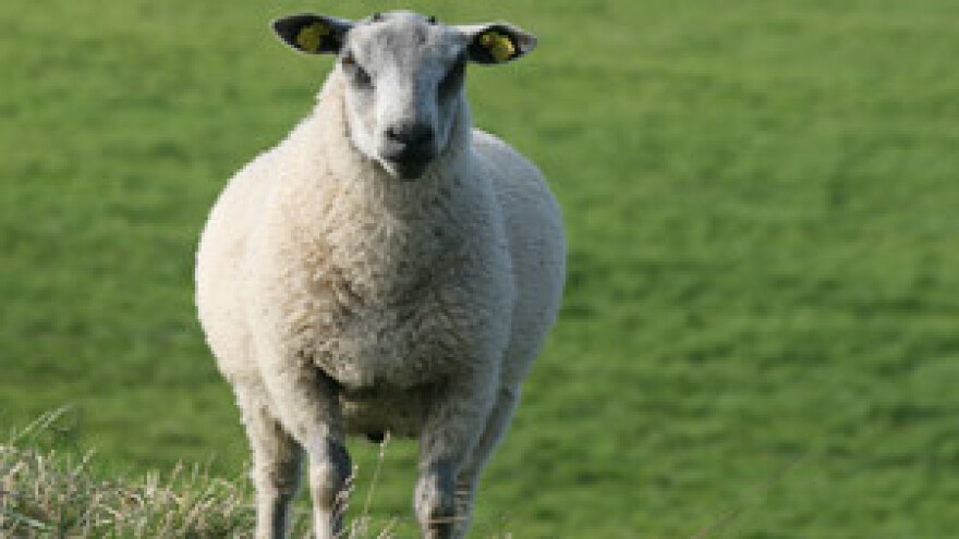 Morao se riješiti ovaca, jer pastira nema ni za lijek!