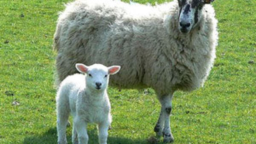 Janjenje ovaca i postupak s janjetom