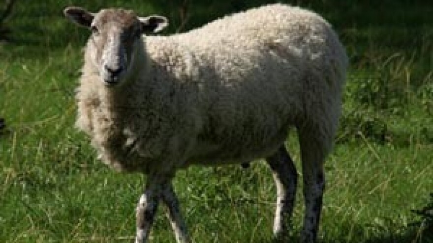 Brački ovčji sir postaje brend