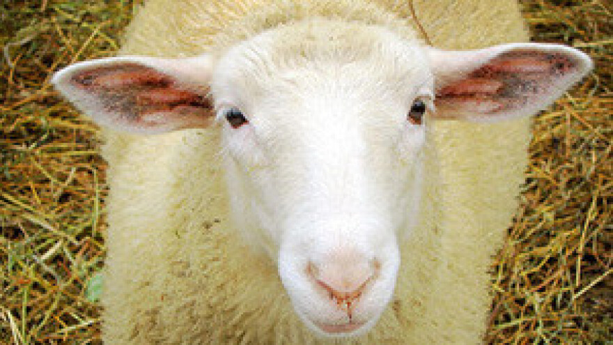 Kalkulacije stočarskih kultura 2012