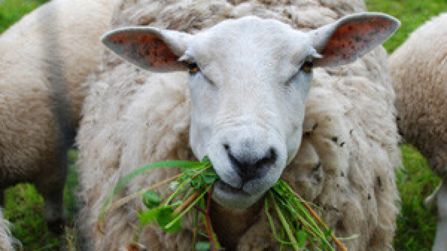 Na Cresu muku muče s 15 tona vune godišnje!