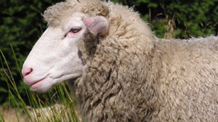 Imamo 330 tisuća nezaposlenih, ali nitko ne želi biti pastir!