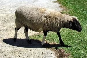 Ovca se vraća kući