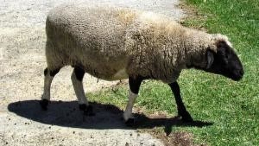 Ovca se vraća kući