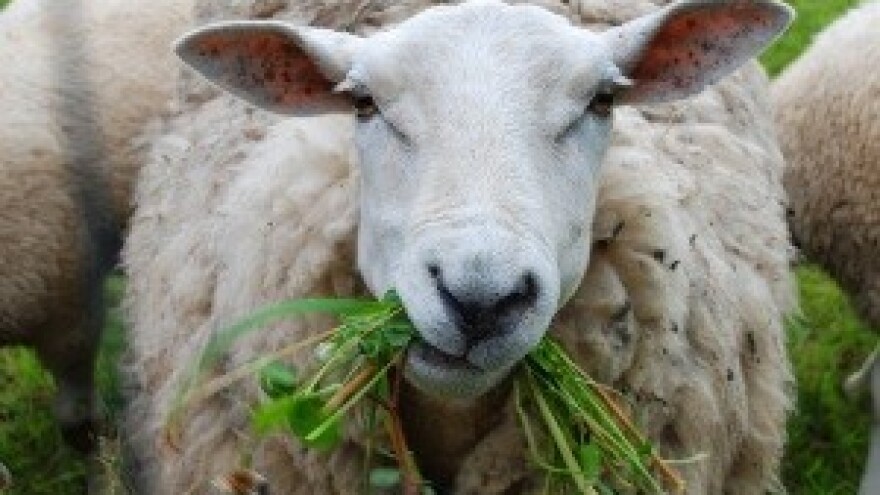 12. Izložba rapske ovce