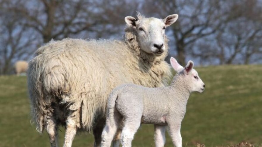 Moratorijum na proizvode od kloniranih životinja!