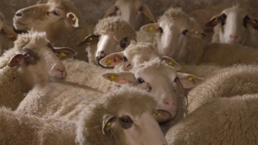 Sjenička ovca - skromna i otporna