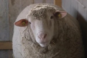 Ovčarstvo rentabilno u Srbiji