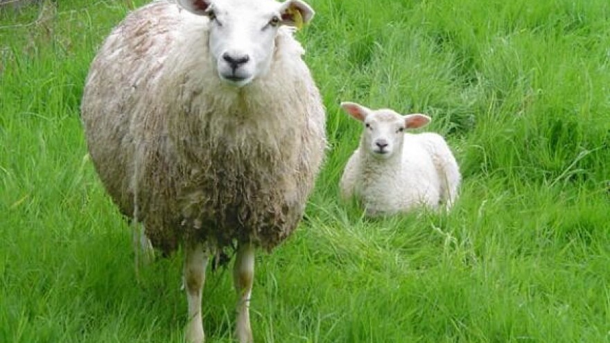 Lika prva u Hrvatskoj dobila diplomirane ovčare