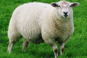 Mihael Vuk stručnjak za šišanje ovaca
