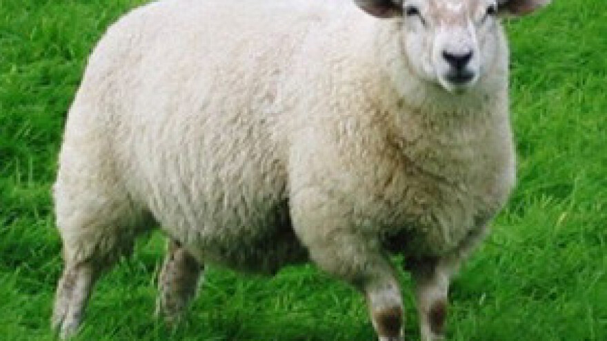 Mihael Vuk stručnjak za šišanje ovaca