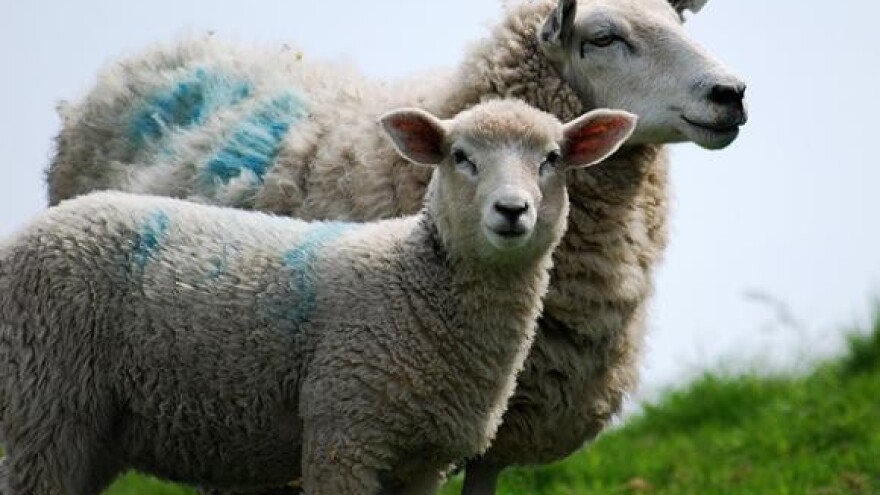 Recesija pojela janjce