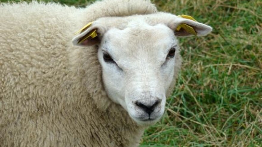 Bolest plavog jezika